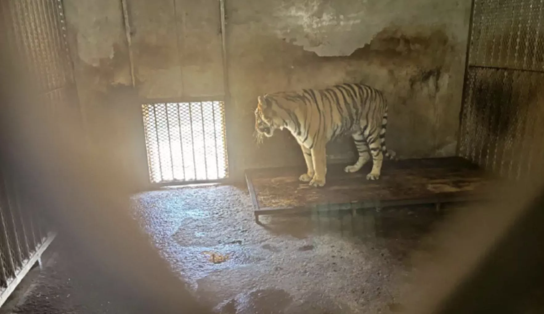 動物園20頭東北虎“非正常死亡” 虎寶寶尸體仍放冰柜